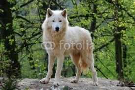 Fototapety arctic wolf