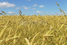 Naklejki Gold wheat.