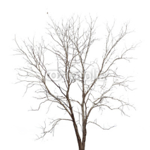 Naklejki Dead tree isolated on white background