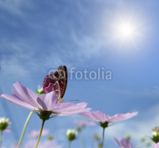 Fototapety butterfly on a daisy.
