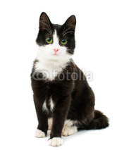 Naklejki Black & white cat