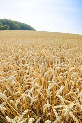 Weizenfeld kurz vor der  Ernte