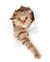 Fototapety cat in white wallpaper hole