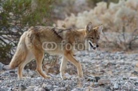Naklejki coyote in death valley