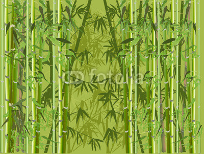 lush green color bamboo forest