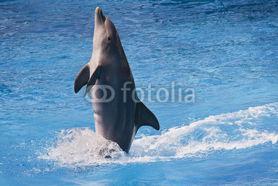 A jumping dolphin