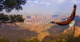 Naklejki Eagle takes flight over Grand Canyon USA