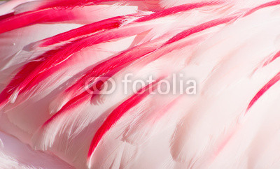 pink flamingo feathers