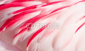 Naklejki pink flamingo feathers