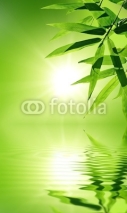 Naklejki bamboo leaf with reflection in the water,Zen atmosphere.