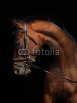 Fototapety Young Holstein mare low key portrait