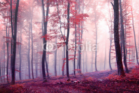 Naklejki Fantasy autumn color forest