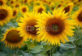Naklejki Sunflowers