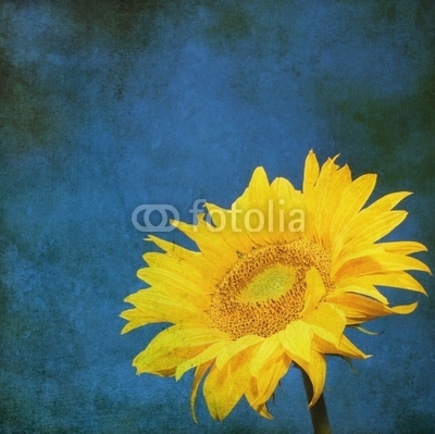 vintage image of sunflower on grunge background
