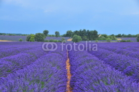 Naklejki Lavender field