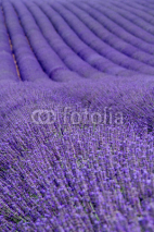 Naklejki Lavender fields  near Valensole in Provence, France