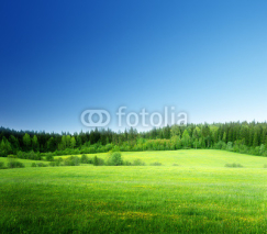 Naklejki field of grass and perfect sky