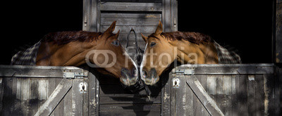 Horses in love