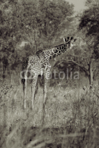 Fototapety The giraffe