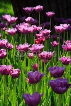 Naklejki pink diamond tulips