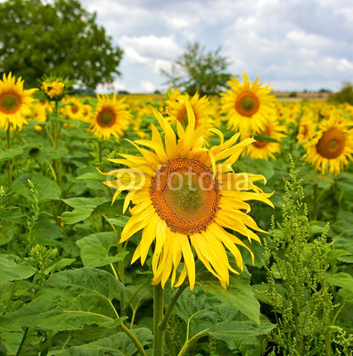Beautiful sunflowers in the field in summer