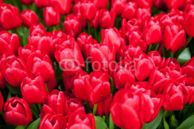 Naklejki Red tulips