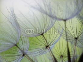 Fototapety dandelion seed