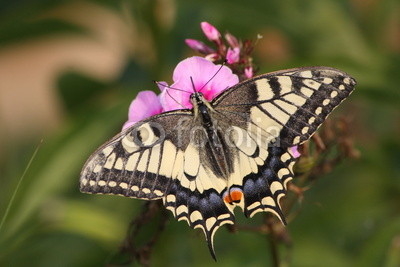 Бабочка махаон на цветке флокса