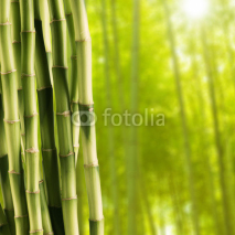 Naklejki Fresh bamboo with Bamboo forest background