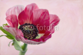 Naklejki Closeup of anemone flower2