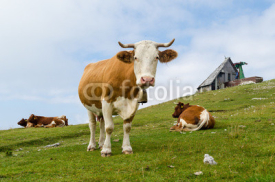 Naklejki Cow looking at you