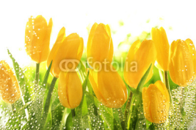 Fototapety Yellow tulips
