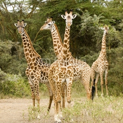 girafe massaï