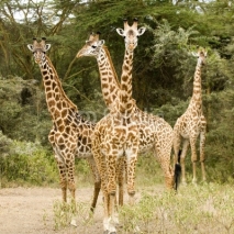 Fototapety girafe massaï