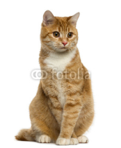Obrazy i plakaty Ginger European Shorthair sitting and looking away