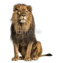 Fototapety Lion sitting, looking away, Panthera Leo, 10 years old, isolated
