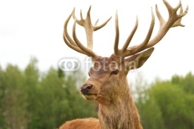 Naklejki Deer close-up