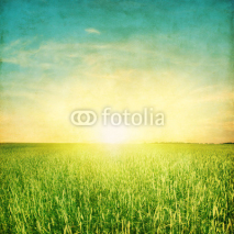 Field of green field and colorful sunset.