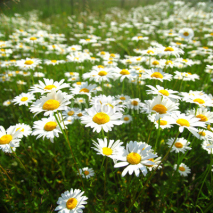 Fototapety field with white daisies