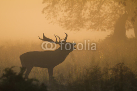 Fototapety Red Deer Stag Bellowing