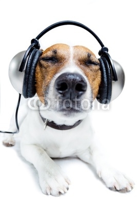 Dog listening music