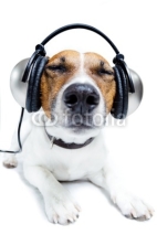 Fototapety Dog listening music
