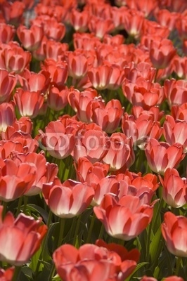 tulipani