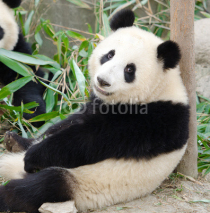Fototapety Giant Panda, Sub-adult.  Chengdu, China