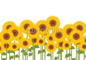 Naklejki Yellow sunflowers