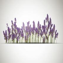 Naklejki Vector Illustration of a Lavender Background
