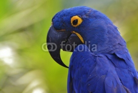 Naklejki Blue Hyacinth Macaw