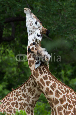 Giraffes courting