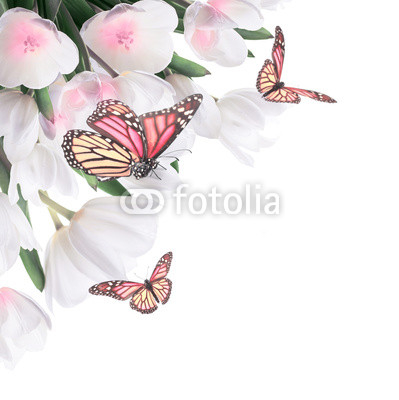 White tulips with green grass and  butterfly. Floral background.