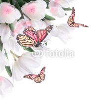 Naklejki White tulips with green grass and  butterfly. Floral background.